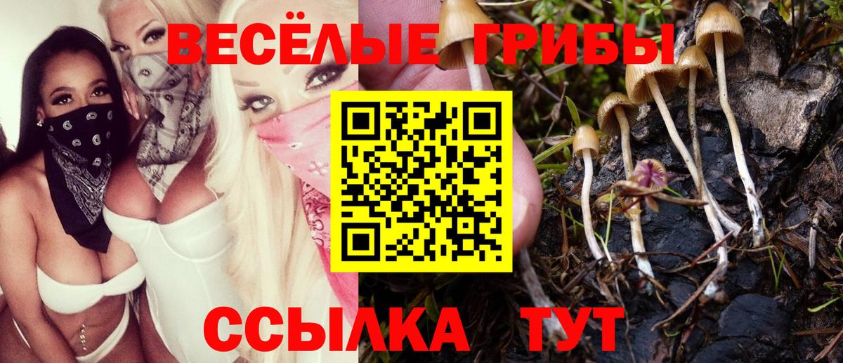 Галлюциногенные грибы Psilocybine cubensis Лениногорск